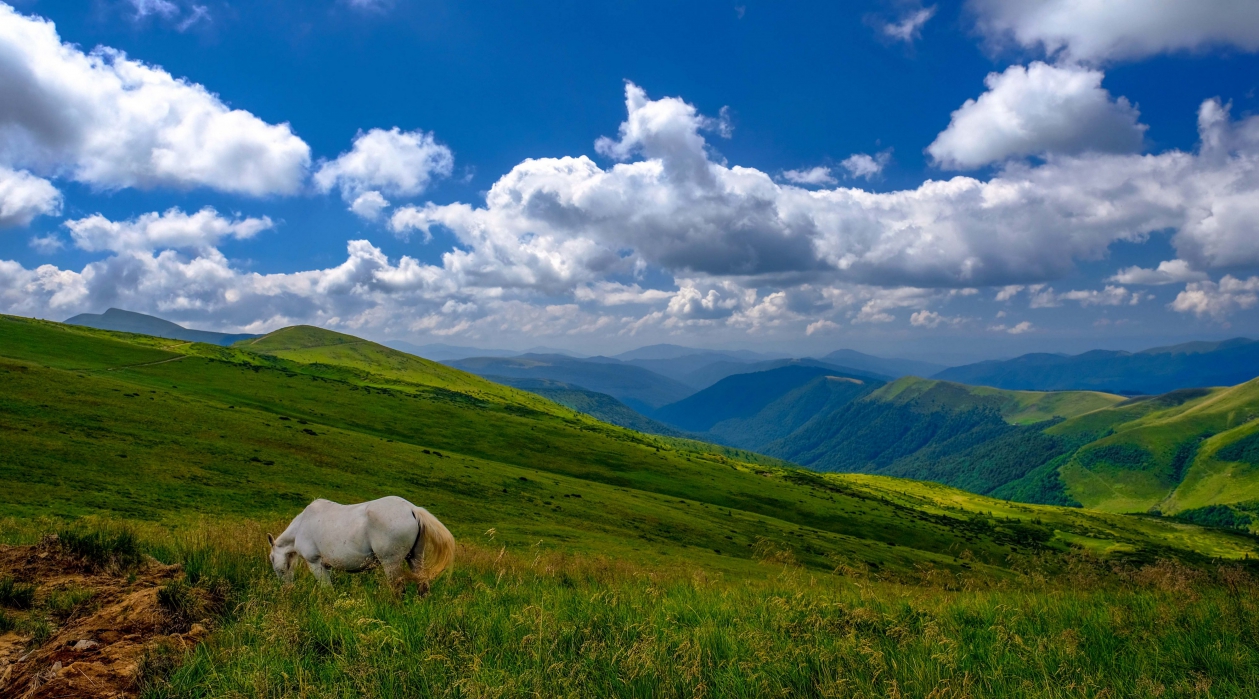 У Драгобрата... карпаты, украина, горы, лето, гора драгобрат