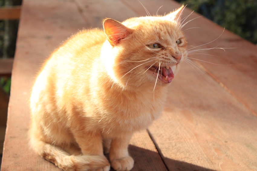 Рудий котик