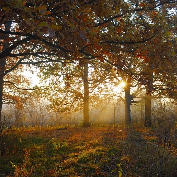 Mellow autumn