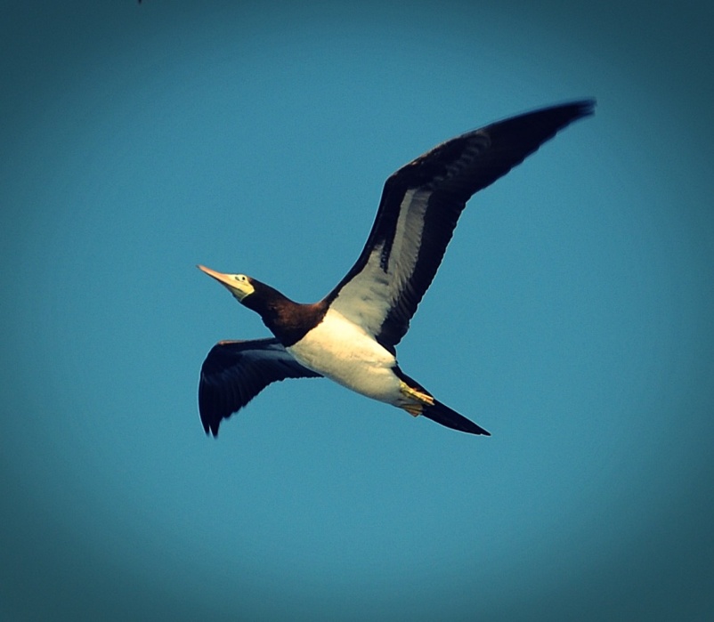freedom....