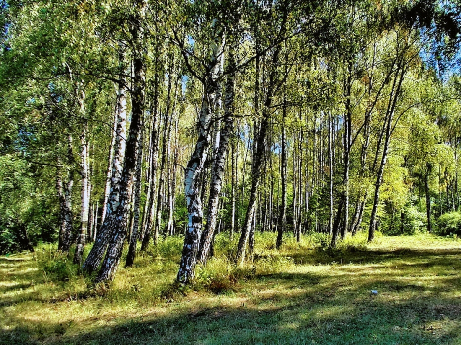 Березовий куточок у літньому парку...
