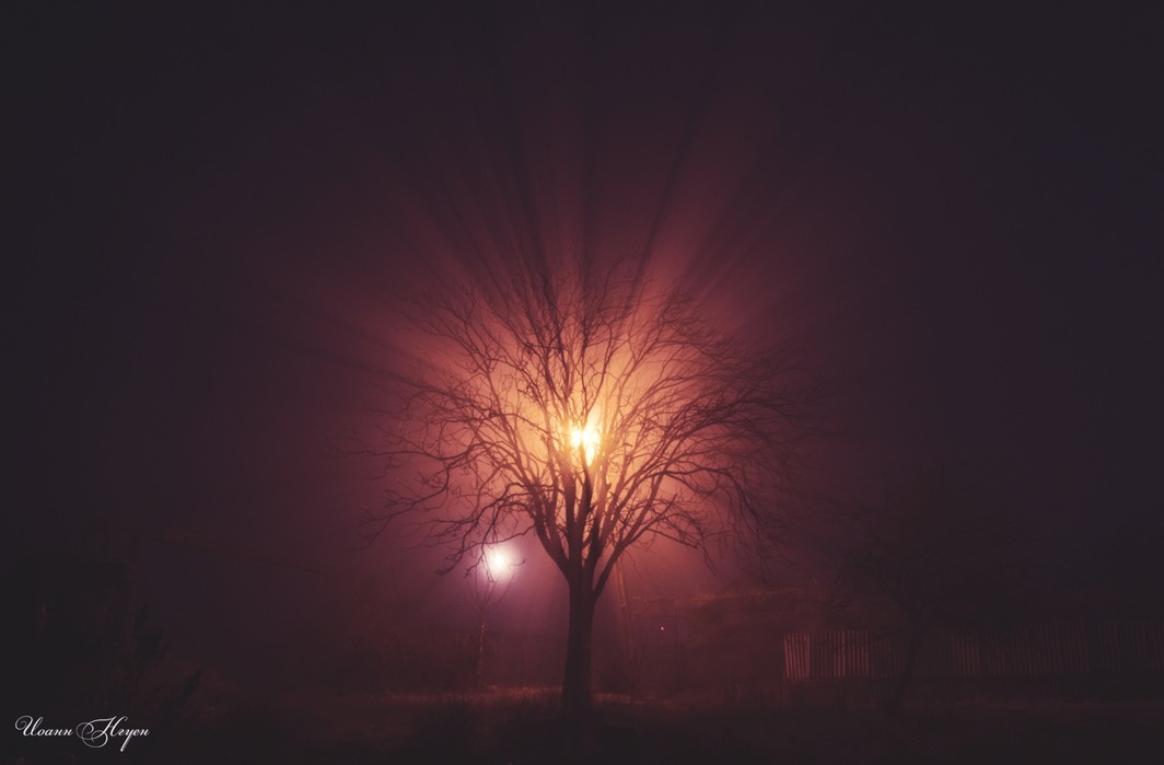 tree of Darkness | свет, тень, дерево, тьма