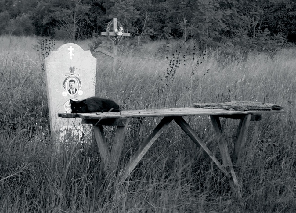 ... Waiting for a miracle | кот, животное, черный, чудо, кладбище, кресты, ожидает