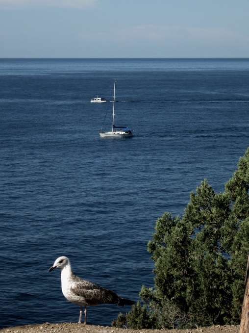 белое трио чайка, море, корабль