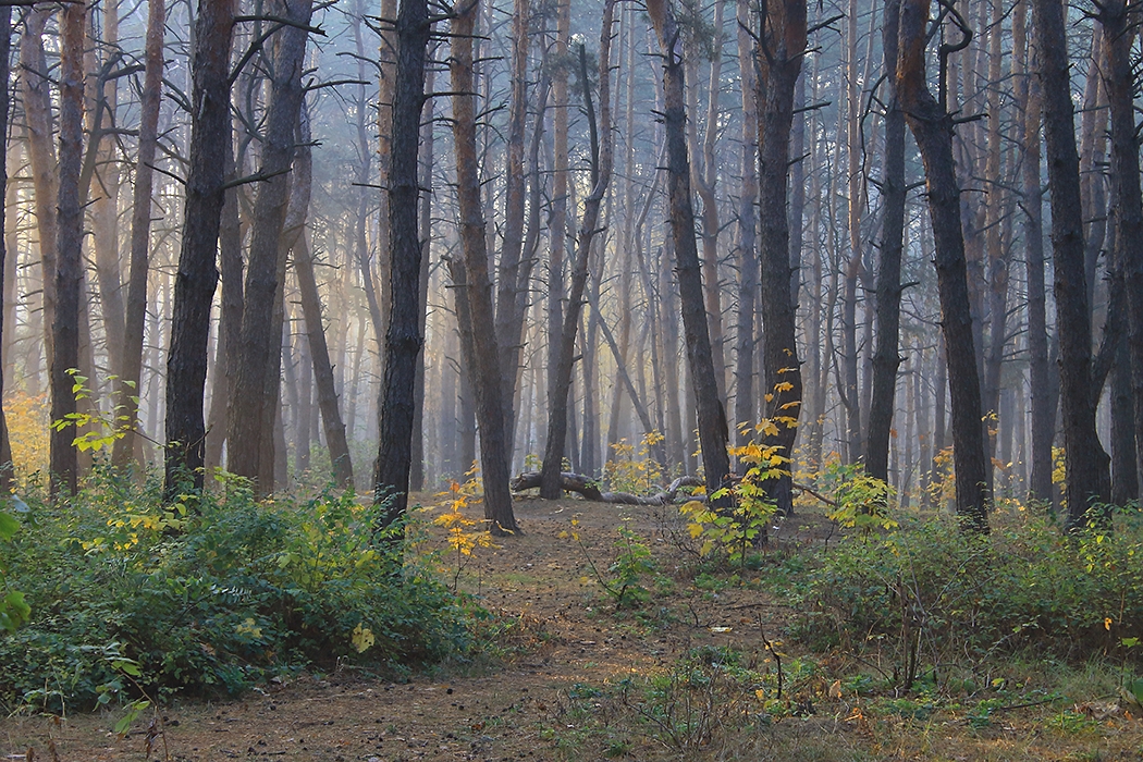 Ранок за містом