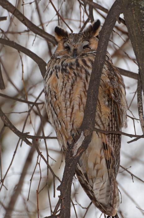 Ушастая сова (Asio otus)