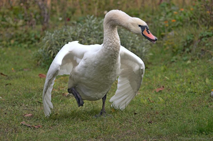 Розлючений шипун (Cygnus olor)