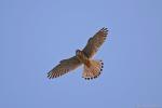  (Falco tinnunculus)