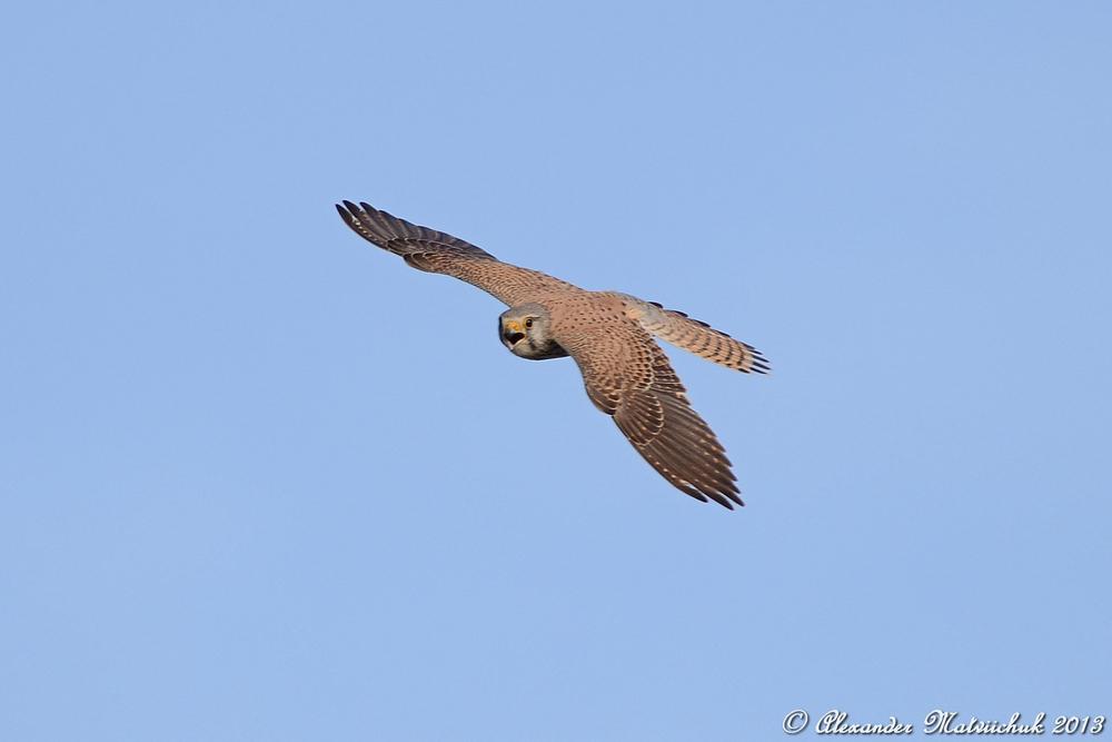 Пустельга (Falco tinnunculus)