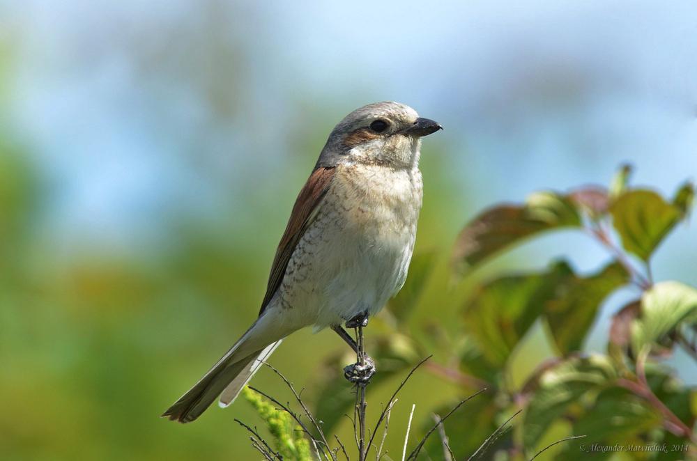 Сорокопуд терновий (Lanius collurio)