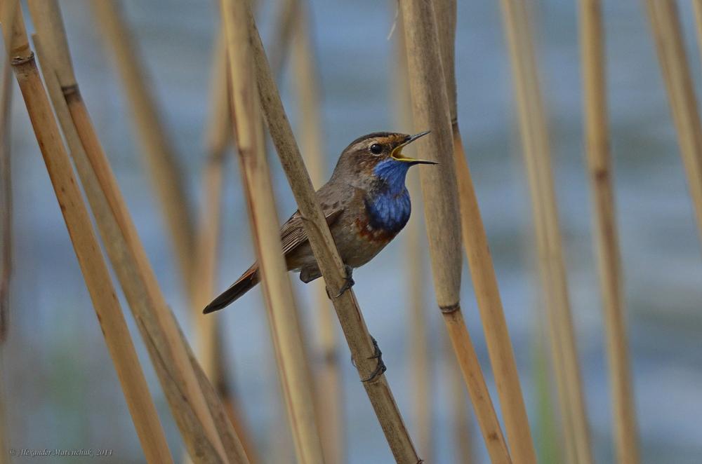 Варакушка (Luscinia svecica)