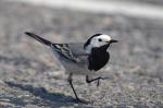   (Circus aeruginosus)