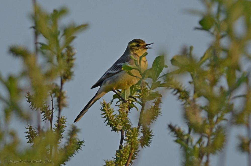 Жовтоголова плиска (Motacilla citreola)