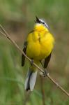   (Motacilla flava)