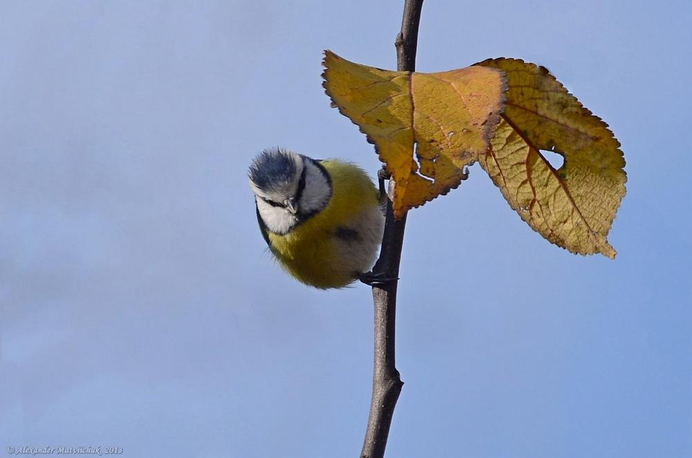 Лазоревка (Parus caeruleus)