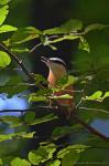  (Sitta europaea)