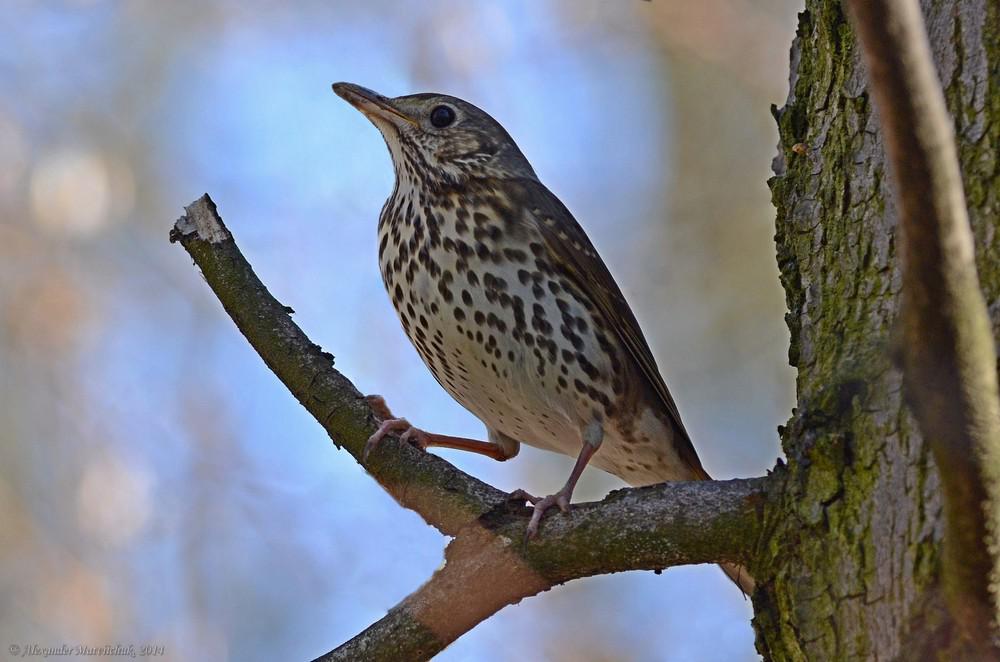 Певчий дрозд (Turdus philomelos)