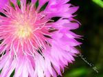 Flover