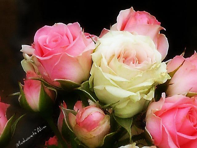 Rose