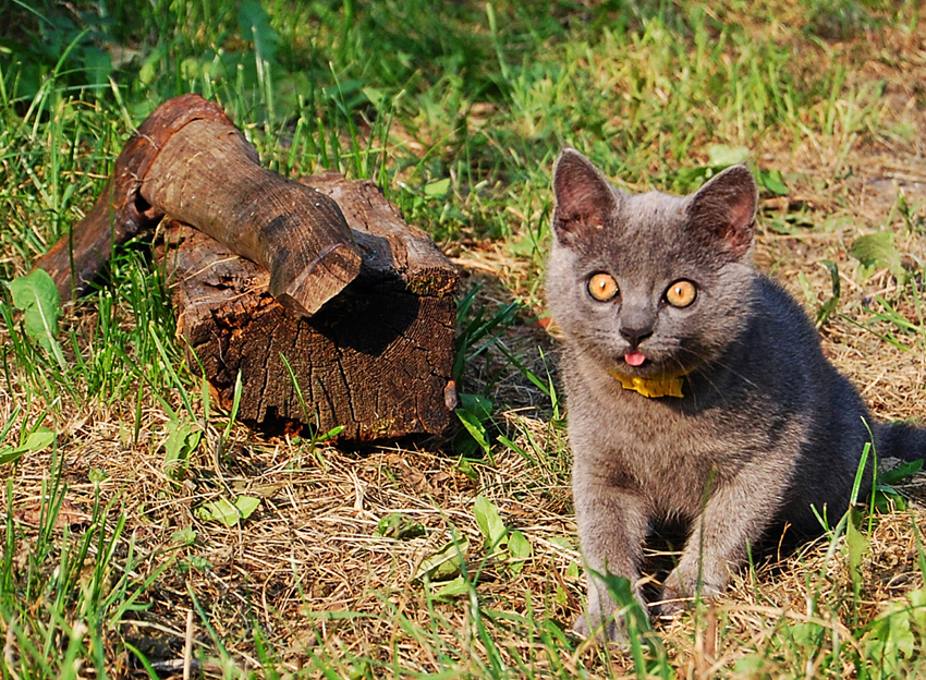 Кота резко