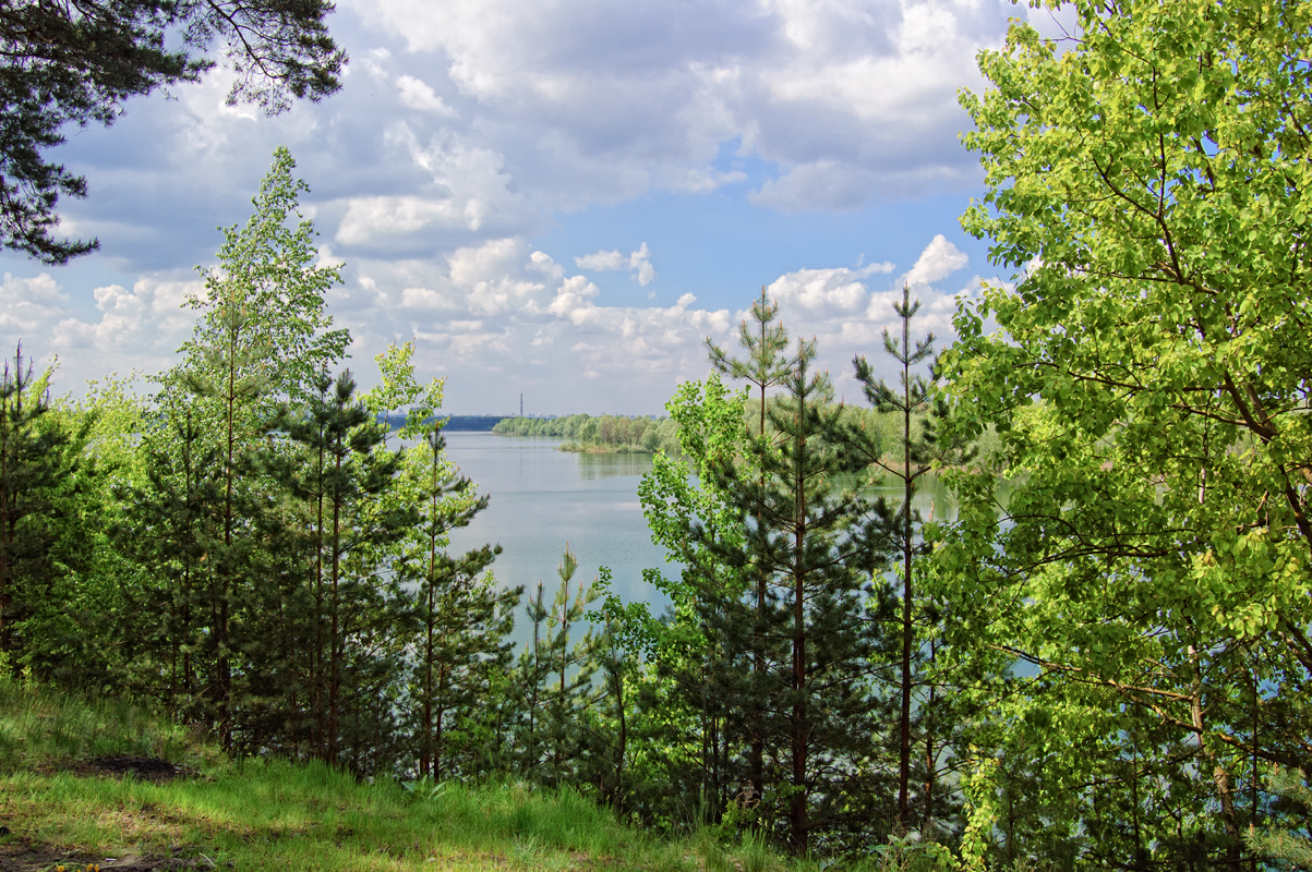 Зелень на берегу берег, деревья, озеро