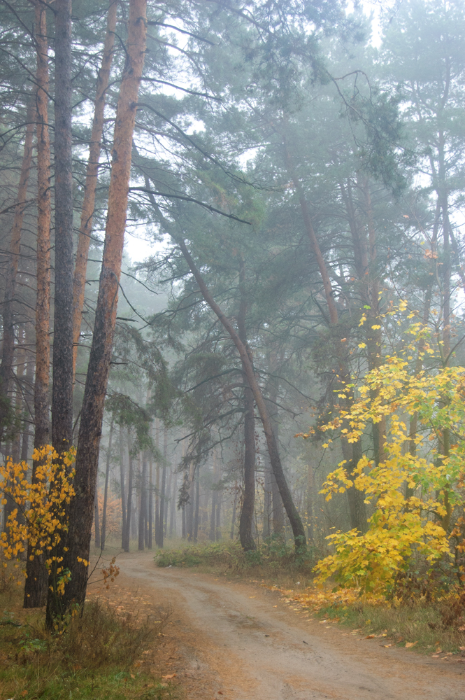 Дорога в дремлющем лесу дорога, лес