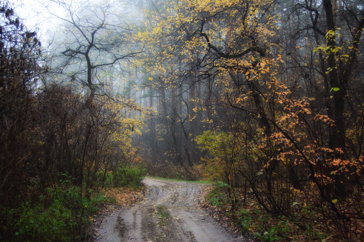 Дорога в осенней дрёме дорога, лес, осень