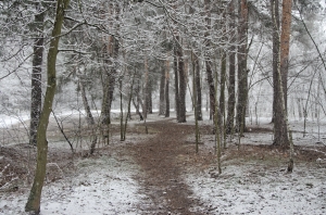 Мартовский снег в лесу