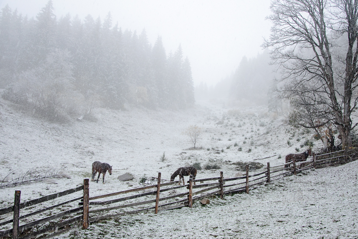 закарпатье, лошади, снег