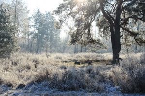 Морозное утро декабрьского леса