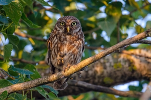 ������� ��� � ��� �������