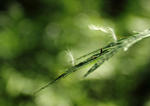 ˸  