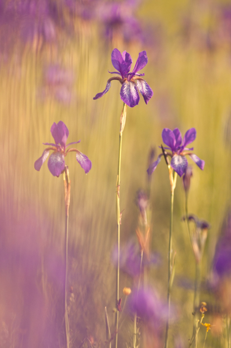 Iris sibirica