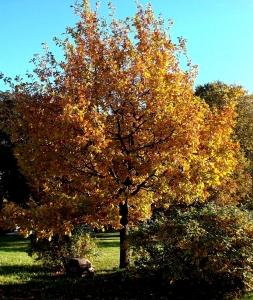 An oak tree planted in memory of T.G. Shevchenko's stay on Estonian soil in 1842
