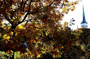 View from the oak tree in memory of T.G. Shevchenko