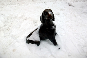 The dog is cold