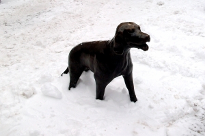 The dog wants to warm up