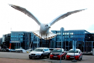 Gull
