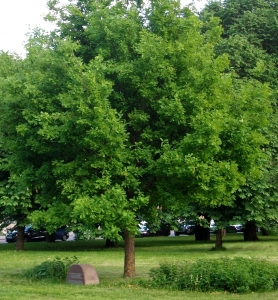 A memorial oak tree in honor of T.G. Shevchenko's stay in Estonia in 1842