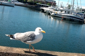 Seagull at the Tallinn yacht harbor