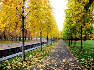 An alley in Kadriorg park in Tallinn