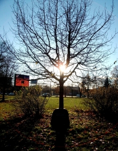 An oak tree planted in memory of T.G. Shevchenko's stay on Estonian soil