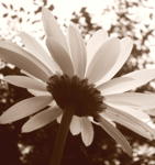 flower*