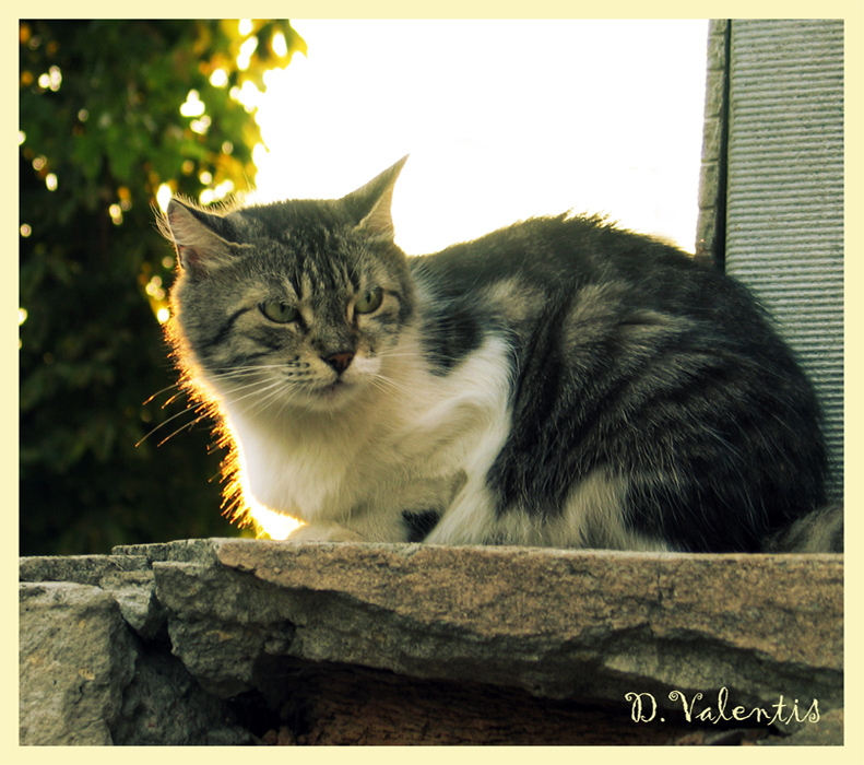 Милый котик :) кот, животные, кошка