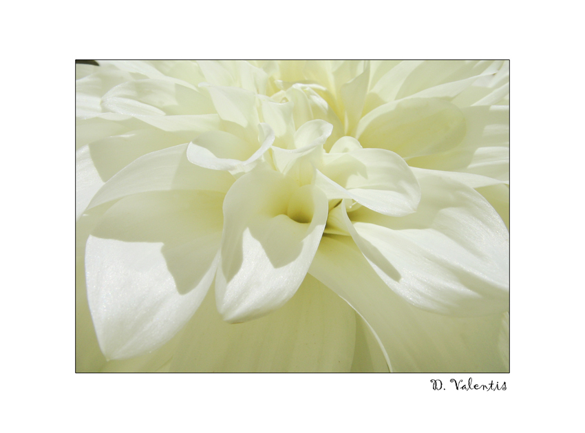 White Gloss цветок, лепестки