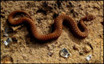  (Vipera berus)   