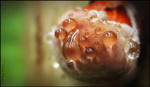   (Serpula lacrymans)