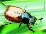   (Phyllopertha horticola)