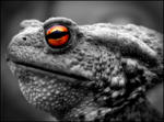   (Bufo bufo)
