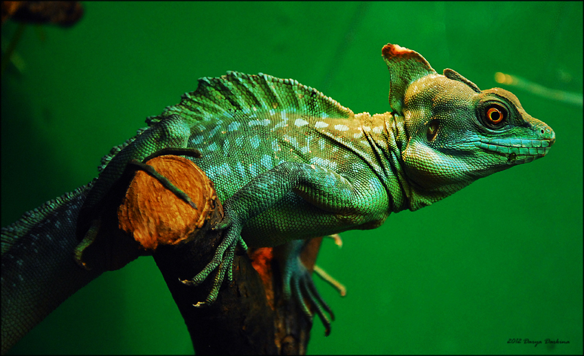 Шлемоносный василиск (Basiliscus basiliscus). животное, ящерица, рептилия, василиск